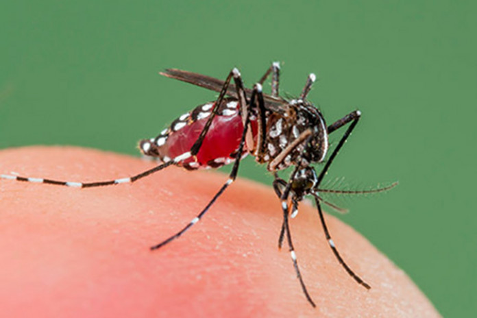 আজ বিশ্ব মশা দিবস